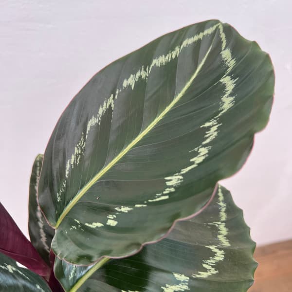 カラテア:ジャングルローズ 4号鉢植え