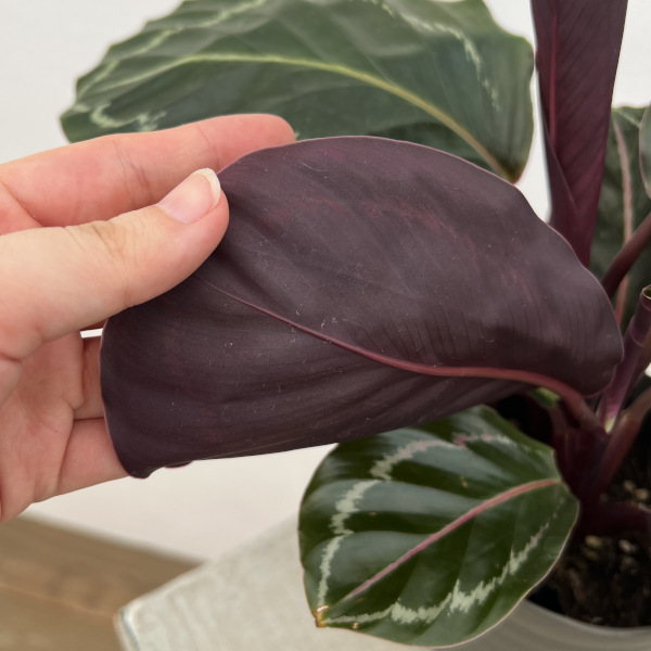 カラテア:ジャングルローズ 4号鉢植え