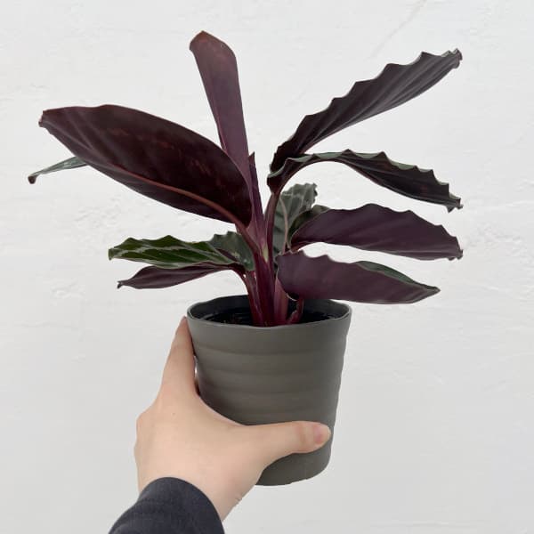 カラテア:ジャングルローズ 4号鉢植え
