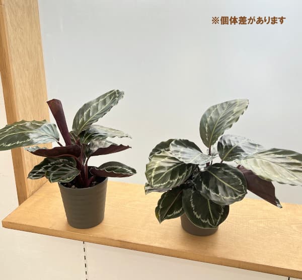 カラテア:ジャングルローズ 4号鉢植え