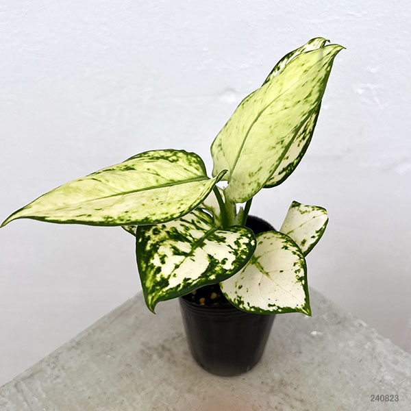 園芸ネット本店｜アグラオネマ：ホワイトバレンタイン 2.5号ポット の