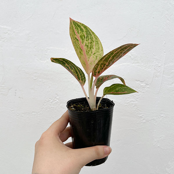 Amazon.co.jp: Aglaonema pictum Laplace箱個体アグラオネマピク