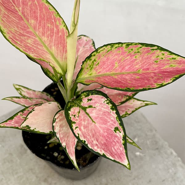 園芸ネット本店｜アグラオネマ：ロッソ 2.5号ポット の通販【公式】