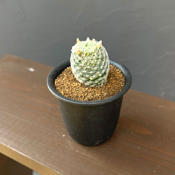 マミラリア:スキディアナギセラエ 3号鉢植え
