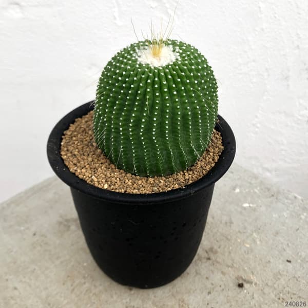 サボテン：パロジア（ノトカクタス）無刺金晃丸　3号鉢植え