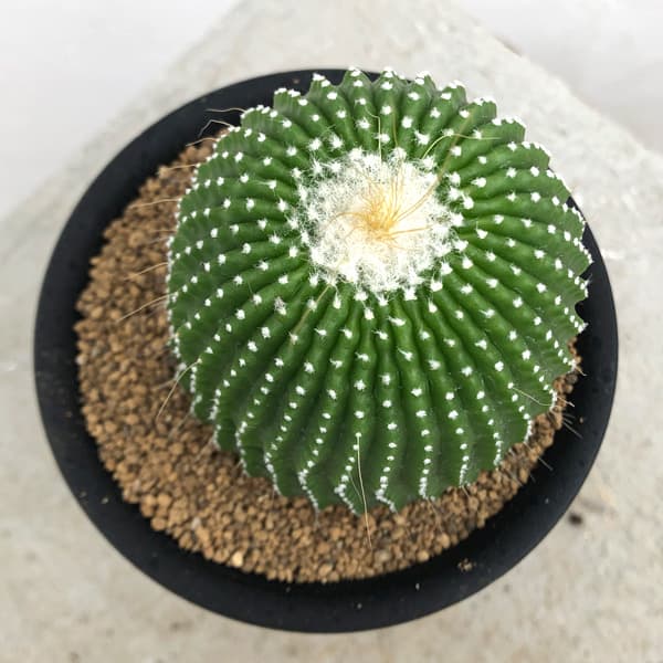 サボテン：パロジア（ノトカクタス）無刺金晃丸　3号鉢植え