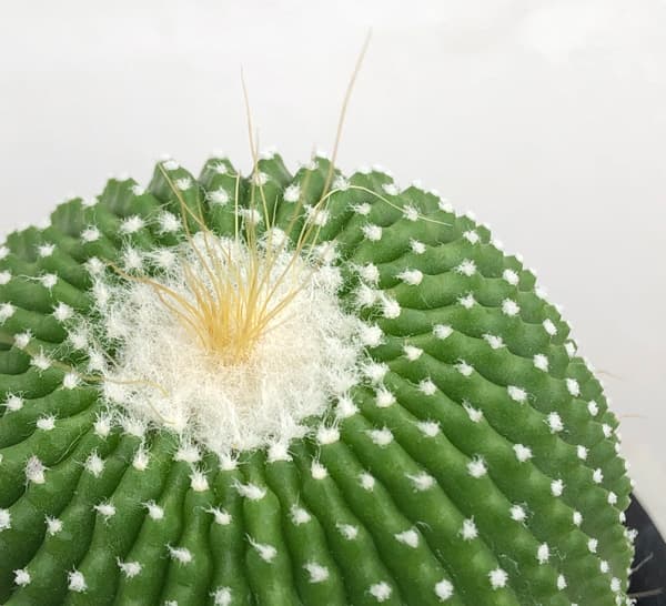 サボテン：パロジア（ノトカクタス）無刺金晃丸　3号鉢植え