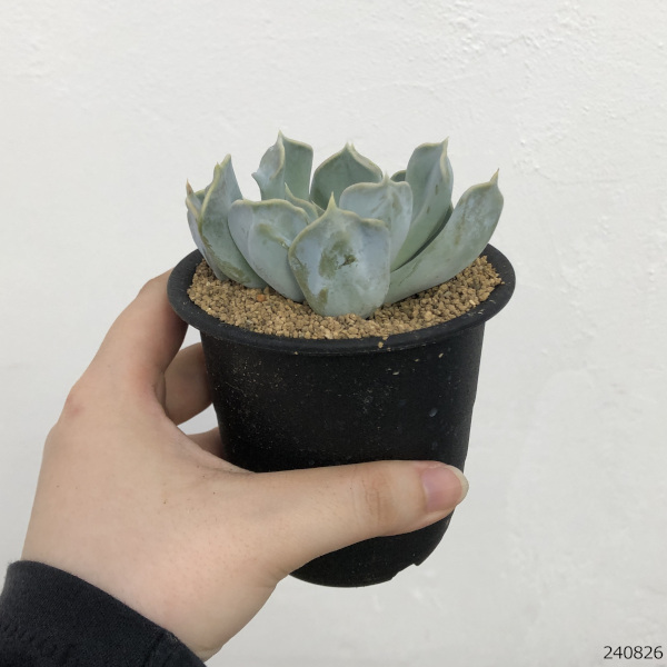 エケベリア：スリラーパール　3号鉢植え