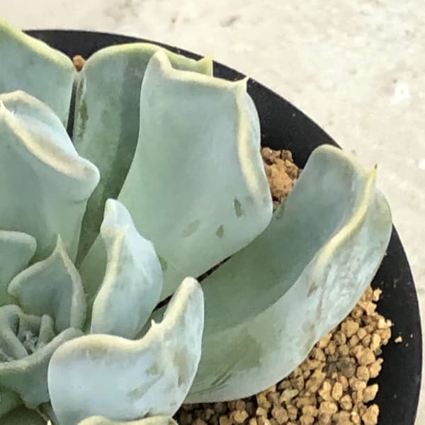エケベリア：スリラーパール　3号鉢植え
