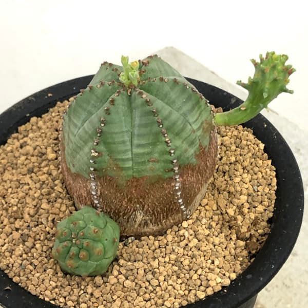 ユーフォルビア:オベサブロウ 3号鉢植え