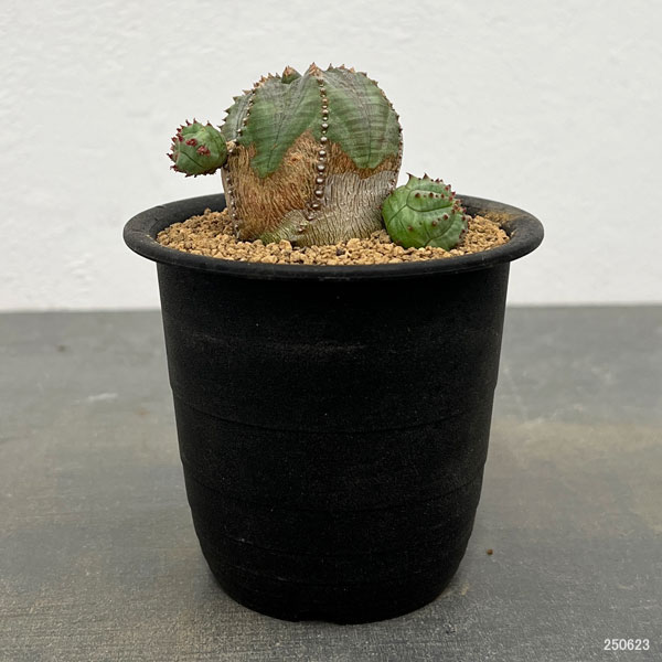 ユーフォルビア:オベサブロウ 3号鉢植え