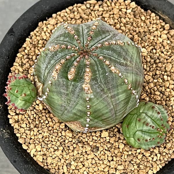 ユーフォルビア:オベサブロウ 3号鉢植え