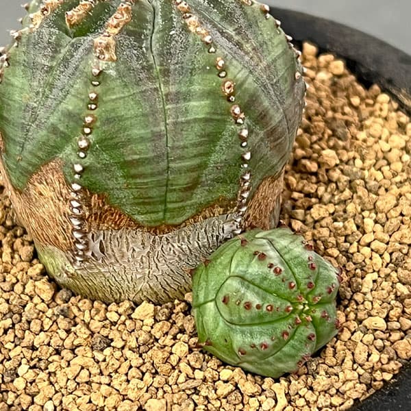 ユーフォルビア:オベサブロウ 3号鉢植え