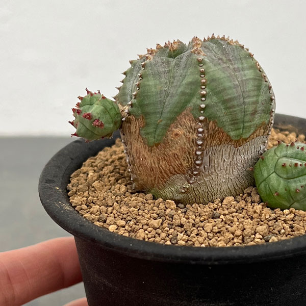 ユーフォルビア:オベサブロウ 3号鉢植え