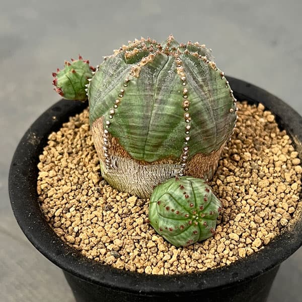 ユーフォルビア:オベサブロウ 3号鉢植え