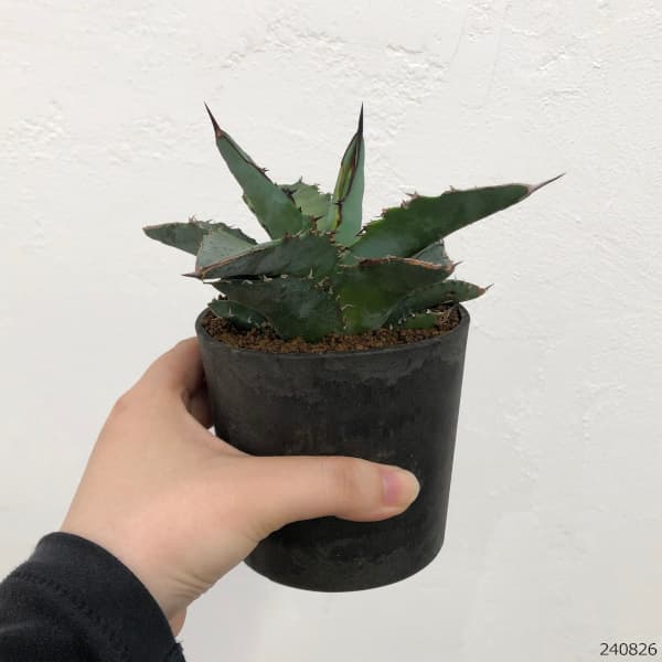 園芸ネット本店｜アガベ：チタノタ ブルー 3.5号鉢植え* の通販【公式】