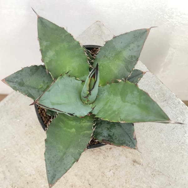 園芸ネット本店｜アガベ：チタノタ ブルー 3.5号鉢植え* の通販【公式】