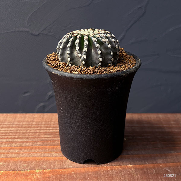 サボテン：ディスコカクタス　ホルスティ　2.5号鉢植え
