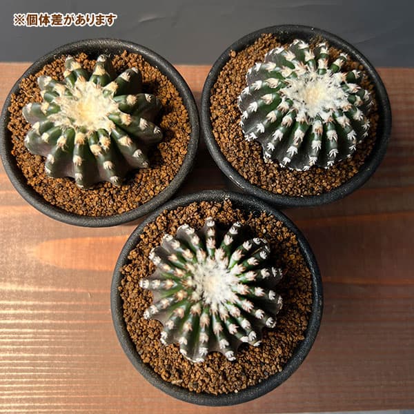 サボテン：ディスコカクタス　ホルスティ　2.5号鉢植え
