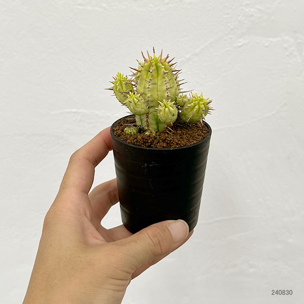 ユーフォルビア エノプラ 園芸ネット本店｜ユーフォルビア：エノプラ錦 3号鉢植え の通販【公式】