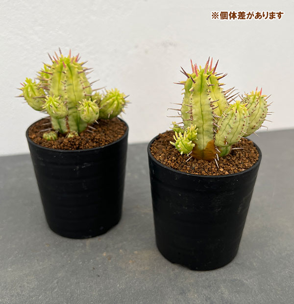 園芸ネット本店｜ユーフォルビア：エノプラ錦 2.5号 の通販【公式】