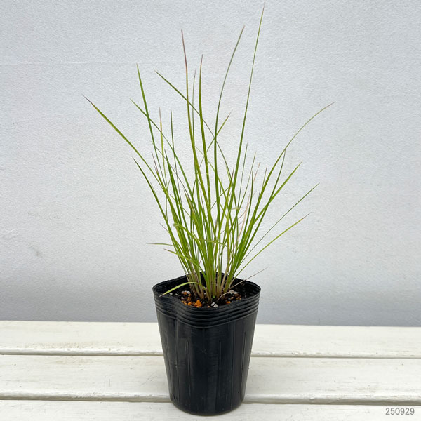 ミューレンベルギア リンドハイメリ3号ポット