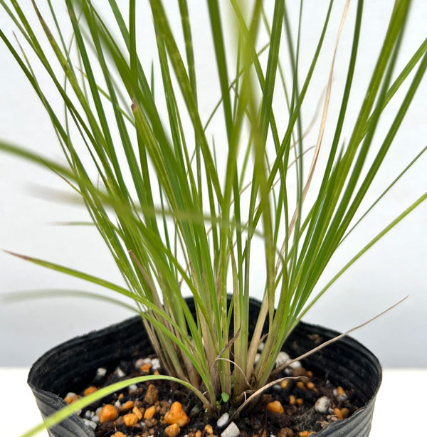 ミューレンベルギア リンドハイメリ3号ポット