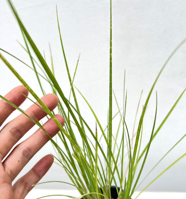 ミューレンベルギア リンドハイメリ3号ポット