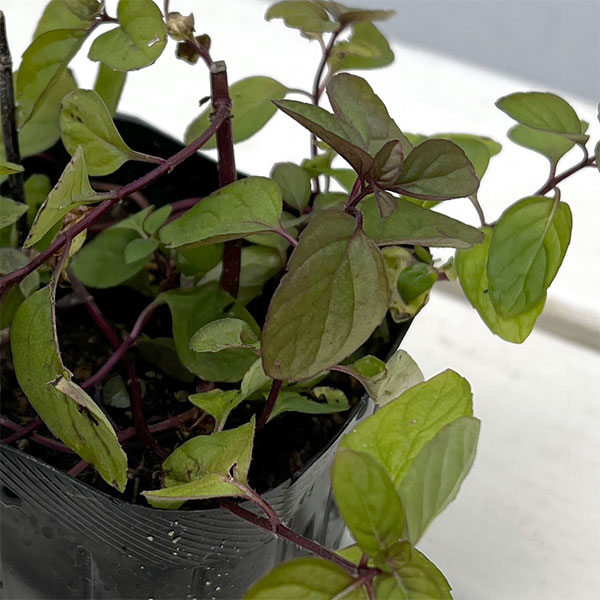 ニホンハッカ：北系5号3号ポット