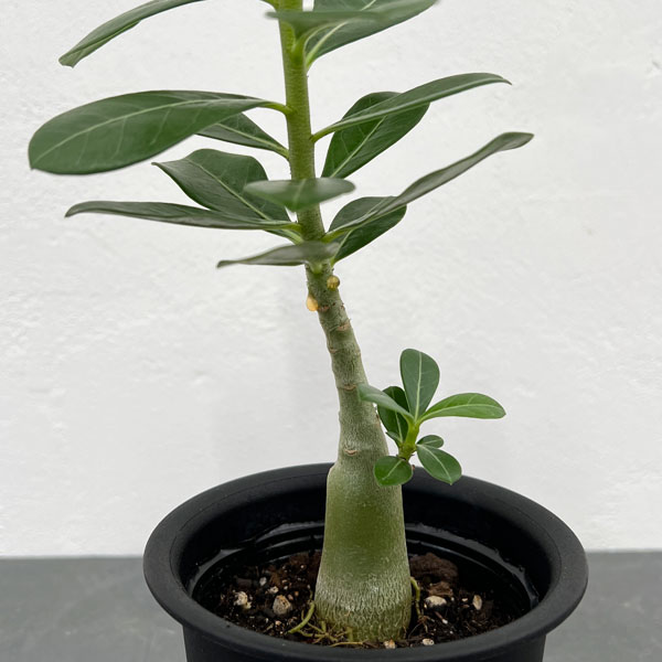 アデニウム:オベスム 3.5号鉢入り