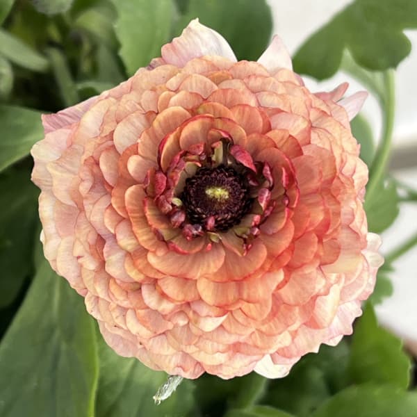 ラナンキュラス:イカロス ローズピンク系(色幅あり)4号ポット