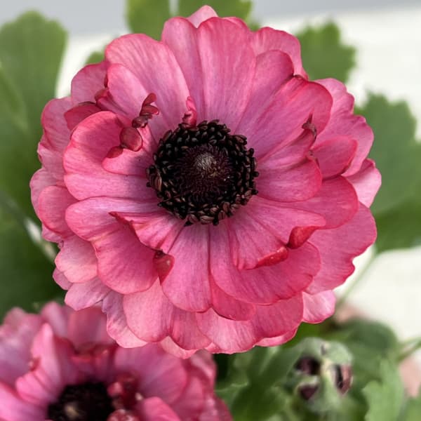 ラナンキュラス:イカロス ローズピンク系(色幅あり)4号ポット