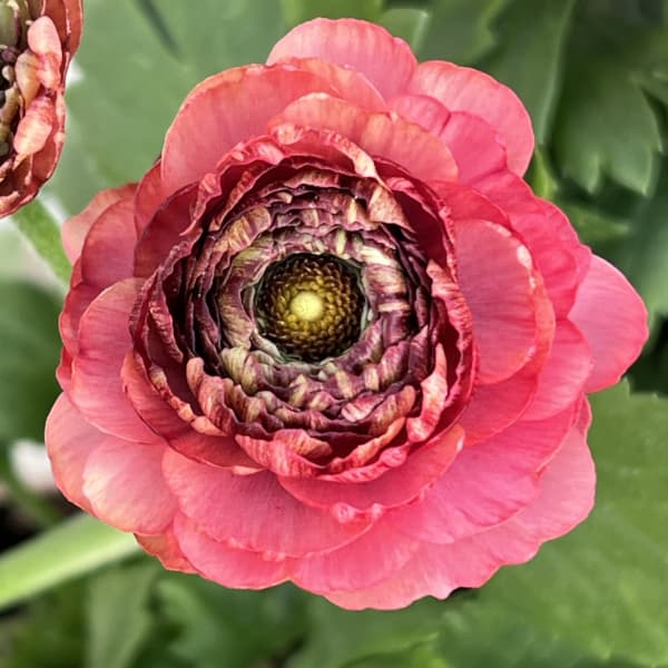 ラナンキュラス:イカロス ローズピンク系(色幅あり)4号ポット