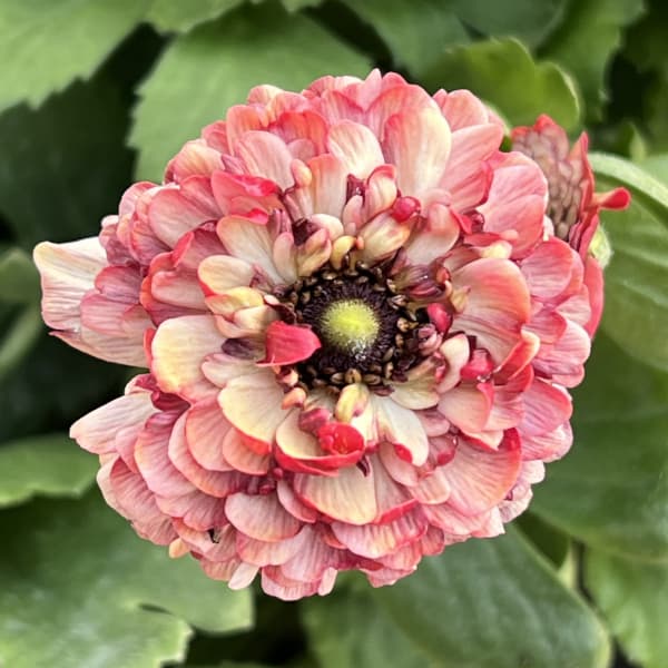 ラナンキュラス:イカロス ローズピンク系(色幅あり)4号ポット