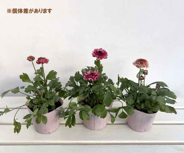 ラナンキュラス:イカロス ローズピンク系(色幅あり)4号ポット
