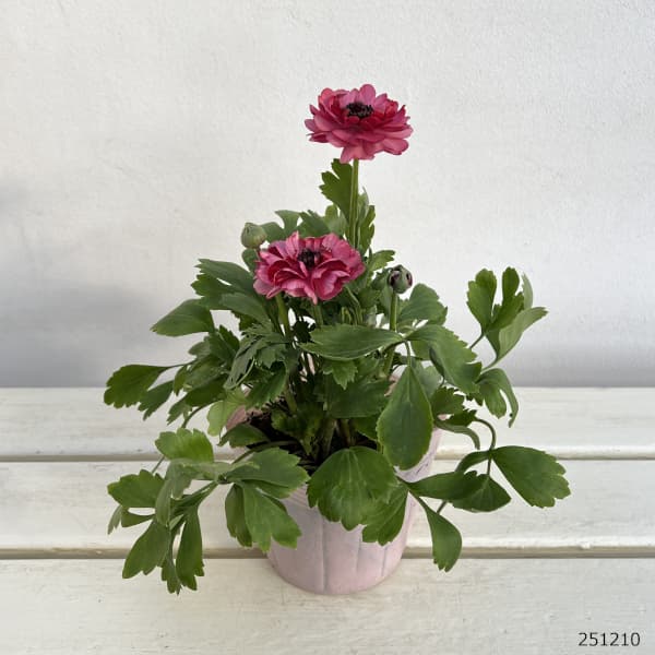 ラナンキュラス:イカロス ローズピンク系(色幅あり)4号ポット