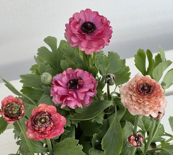 ラナンキュラス:イカロス ローズピンク系(色幅あり)4号ポット