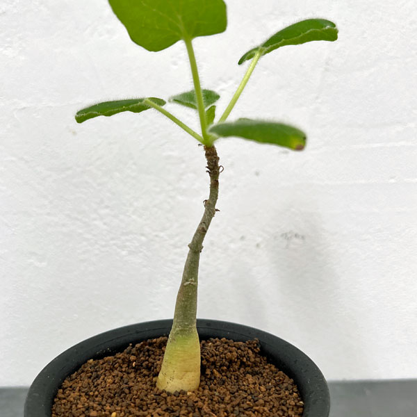 ウンカリーナ：ルーズリアナ 3号鉢植え