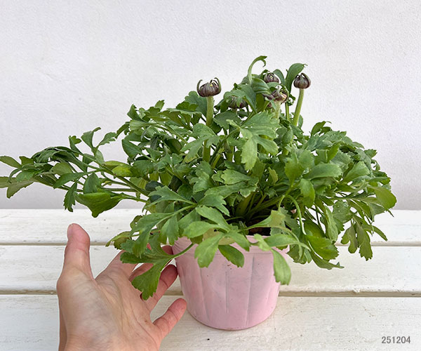 ラナンキュラス：ポンポン　アラジン4号ポット苗