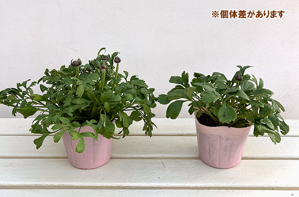 ラナンキュラス：ポンポン　アラジン4号ポット苗