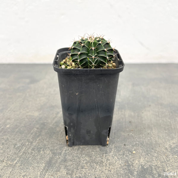 サボテン:ギムノカリキウム LB2178 ハイブリット 2.5号鉢入り