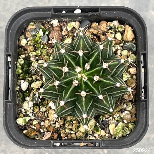 サボテン:ギムノカリキウム LB2178 ハイブリット 2.5号鉢入り