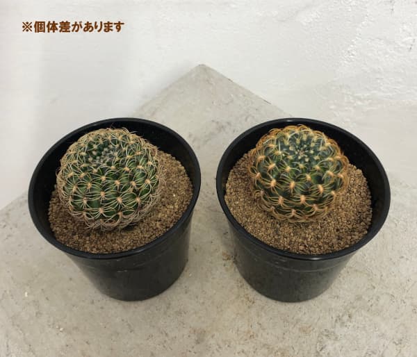 園芸ネット本店｜ロビビア：チグリアナ ディモルフィペタラ 2.5号鉢