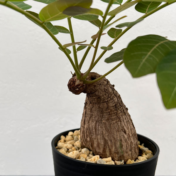 フィランサス：ミラビリス 5号鉢植え の通販 | 園芸ネット