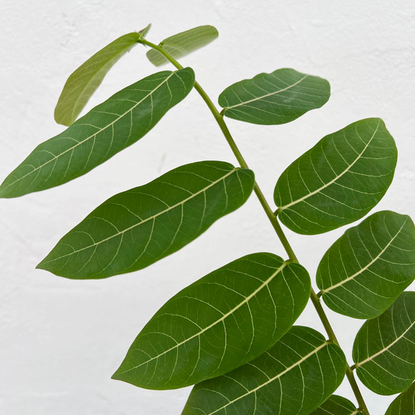 フィランサス：ミラビリス 5号鉢植え の通販 | 園芸ネット