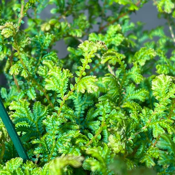 レインボーファン（コンテリクラマゴケ）7号吊り鉢