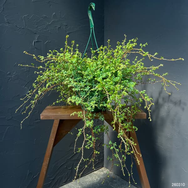 レインボーファン（コンテリクラマゴケ）7号吊り鉢