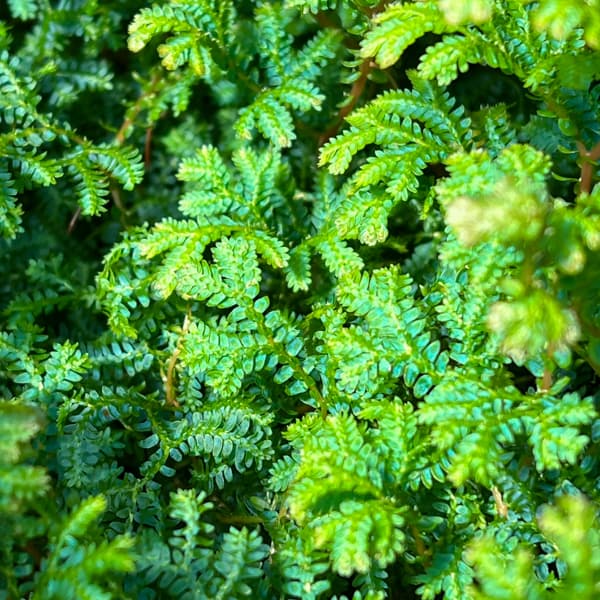 レインボーファン（コンテリクラマゴケ）7号吊り鉢