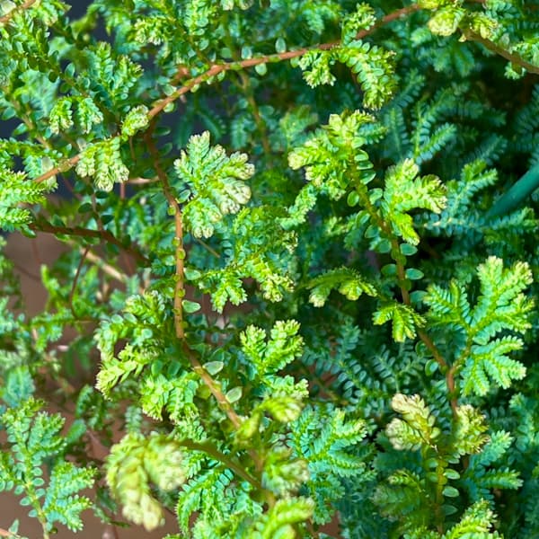 レインボーファン（コンテリクラマゴケ）7号吊り鉢