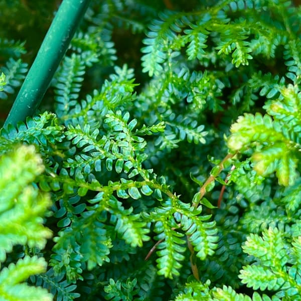 レインボーファン（コンテリクラマゴケ）7号吊り鉢